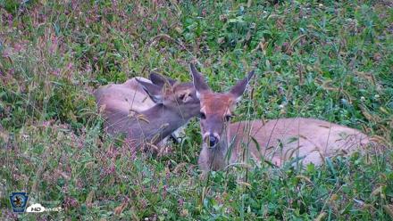 Pennsylvania Elk Live Webcam - Oct 1, 2026, 8:37am EDT