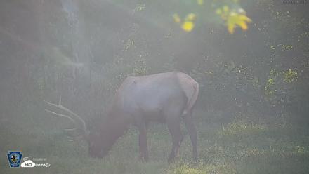 Pennsylvania Elk Live Webcam - Sep 6, 2026, 6:04pm EDT