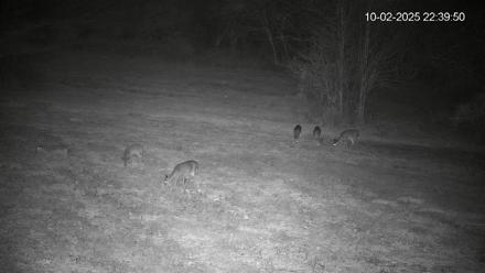 Pennsylvania Elk Live Webcam - Oct 2, 2025, 10:40pm EDT