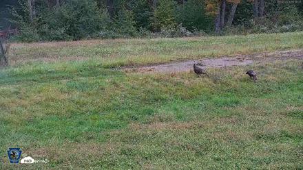 Pennsylvania Elk Live Webcam - Sep 30, 2026, 11:49am EDT