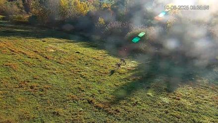 Pennsylvania Elk Live Webcam - Oct 6, 2025, 8:36am EDT