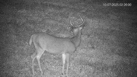 Pennsylvania Elk Live Webcam - Oct 7, 2025, 2:26am EDT