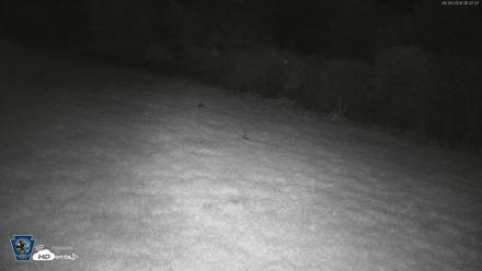 Pennsylvania Elk Live Webcam - Sep 28, 2026, 1:37am EDT