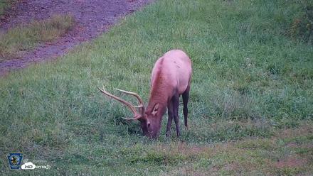 Pennsylvania Elk Live Webcam - Sep 8, 2026, 6:50pm EDT