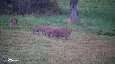 Pennsylvania Elk Live Webcam - Oct 1, 2026, 6:57pm EDT