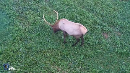 Pennsylvania Elk Live Webcam - Sep 7, 2026, 6:59am EDT