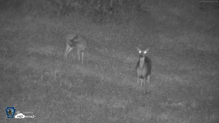 Pennsylvania Elk Live Webcam - Sep 28, 2026, 6:33am EDT
