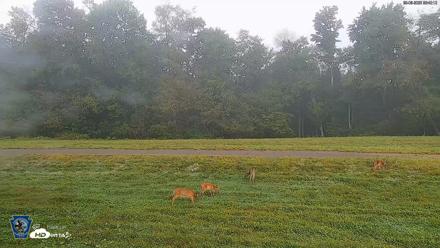Pennsylvania Elk Live Webcam - Sep 6, 2026, 8:43am EDT