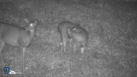 Pennsylvania Elk Live Webcam - Oct 1, 2026, 4:11am EDT