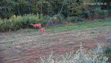 Pennsylvania Elk Live Webcam - Sep 13, 2025, 6:40pm EDT