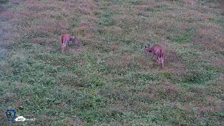 Pennsylvania Elk Live Webcam - Oct 2, 2026, 5:44pm EDT