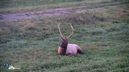 Pennsylvania Elk Live Webcam - Sep 8, 2026, 7:45pm EDT