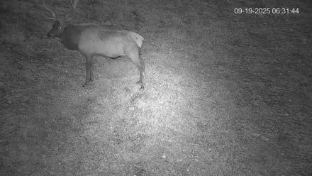 Pennsylvania Elk Live Webcam - Sep 19, 2025, 6:33am EDT