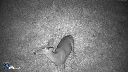 Pennsylvania Elk Live Webcam - Sep 28, 2026, 4:17am EDT