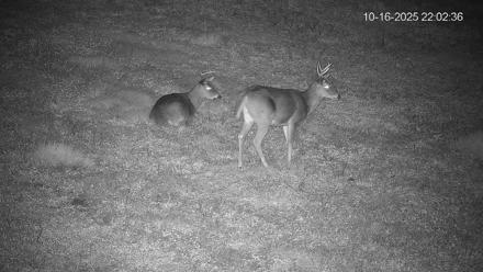 Pennsylvania Elk Live Webcam - Oct 16, 2025, 10:03pm EDT