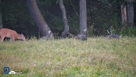 Pennsylvania Elk Live Webcam - Sep 9, 2026, 6:46pm EDT