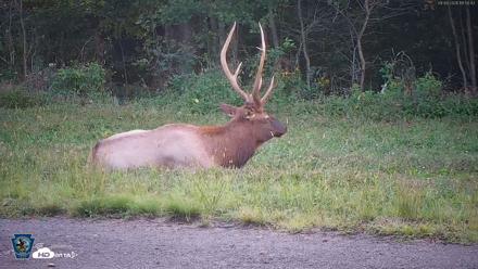 Pennsylvania Elk Live Webcam - Sep 9, 2026, 6:51pm EDT