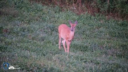 Pennsylvania Elk Live Webcam - Sep 5, 2026, 7:55pm EDT