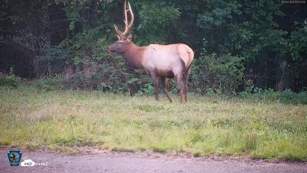 Pennsylvania Elk Live Webcam - Sep 9, 2026, 7:05pm EDT