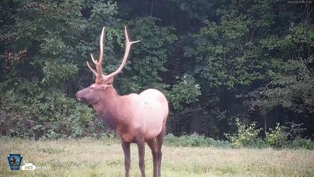 Pennsylvania Elk Live Webcam - Sep 9, 2026, 7:27pm EDT