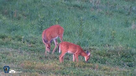 Pennsylvania Elk Live Webcam - Sep 6, 2026, 7:07pm EDT
