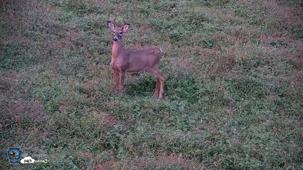 Pennsylvania Elk Live Webcam - Oct 2, 2026, 7:01pm EDT
