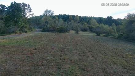 Pennsylvania Elk Live Webcam - Sep 4, 2025, 8:35am EDT