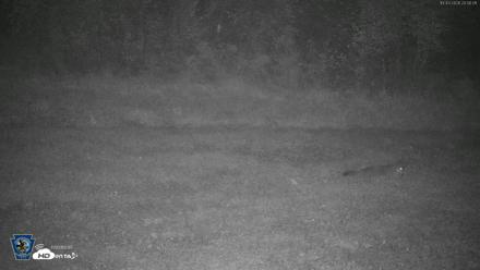 Pennsylvania Elk Live Webcam - Oct 3, 2026, 8:01pm EDT