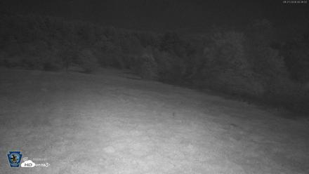 Pennsylvania Elk Live Webcam - Aug 27, 2026, 12:38am EDT