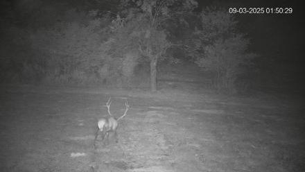 Pennsylvania Elk Live Webcam - Sep 3, 2025, 1:53am EDT