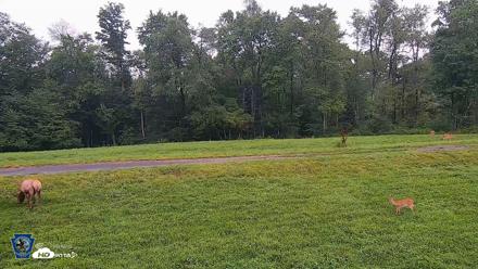 Pennsylvania Elk Live Webcam - Aug 11, 2026, 6:48am EDT