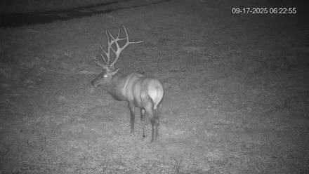 Pennsylvania Elk Live Webcam - Sep 17, 2025, 6:23am EDT