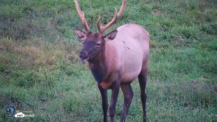 Pennsylvania Elk Live Webcam - Sep 8, 2026, 7:07pm EDT