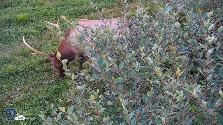 Pennsylvania Elk Live Webcam - Sep 6, 2026, 6:46pm EDT