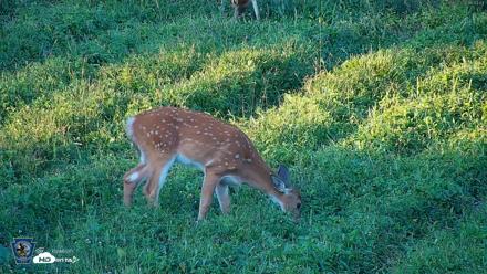 Pennsylvania Elk Live Webcam - Sep 5, 2026, 6:46pm EDT