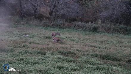 Pennsylvania Elk Live Webcam - Oct 2, 2026, 6:53am EDT