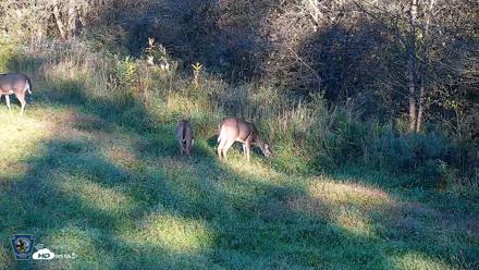 Pennsylvania Elk Live Webcam - Oct 3, 2026, 5:31pm EDT