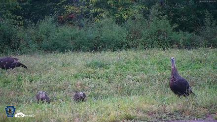 Pennsylvania Elk Live Webcam - Sep 8, 2026, 6:34pm EDT