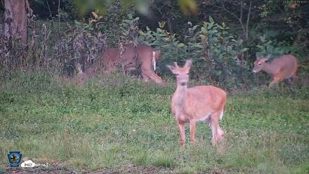 Pennsylvania Elk Live Webcam - Sep 5, 2026, 7:44pm EDT