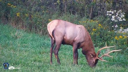 Pennsylvania Elk Live Webcam - Sep 8, 2026, 6:29pm EDT