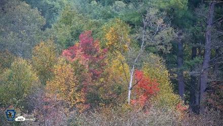 Pennsylvania Elk Live Webcam - Sep 29, 2026, 6:31pm EDT