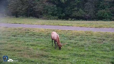 Pennsylvania Elk Live Webcam - Sep 9, 2026, 7:28pm EDT