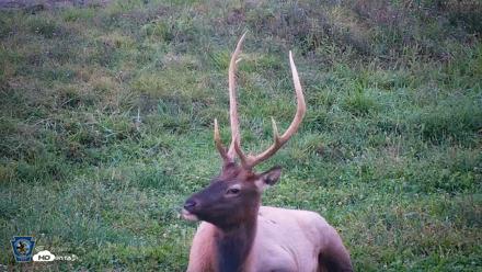 Pennsylvania Elk Live Webcam - Sep 8, 2026, 7:34pm EDT