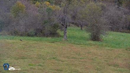 Pennsylvania Elk Live Webcam - Sep 30, 2026, 1:21pm EDT
