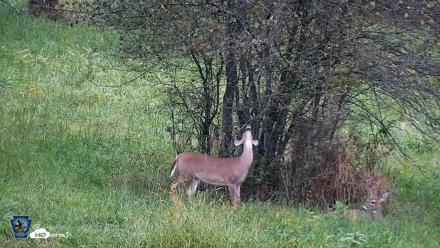 Pennsylvania Elk Live Webcam - Sep 28, 2026, 6:49pm EDT
