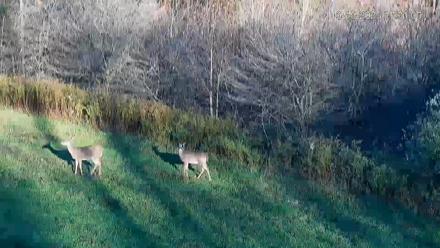 Pennsylvania Elk Live Webcam - Oct 15, 2025, 5:31pm EDT