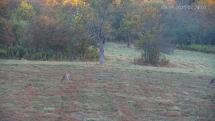 Pennsylvania Elk Live Webcam - Sep 18, 2025, 7:25am EDT