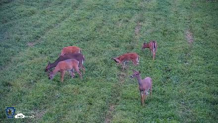 Pennsylvania Elk Live Webcam - Sep 4, 2026, 7:22pm EDT