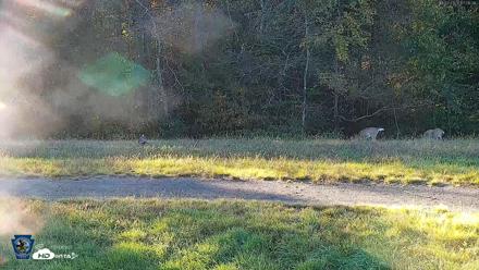 Pennsylvania Elk Live Webcam - Oct 3, 2026, 5:07pm EDT