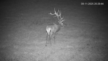 Pennsylvania Elk Live Webcam - Sep 11, 2025, 8:30pm EDT